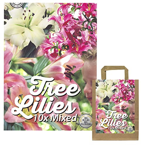 10 Baum Lilien Tree Lilies Zwiebel Mix in Geschenkverpackung - Blumenzwiebeln mehrjährig winterhart Lilien Zwiebeln duftend Sommerblüher in Geschenkverpackung