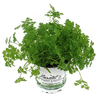 Kerbel Pflanze, Anthriscus cerefolium, frischer Kerbel aus Nachhaltigem Anbau