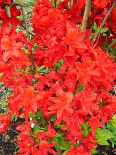 leuchtend rot blühende Garten Azalee Rhododendron luteum Fireball 30-40 cm hoch im 5 Liter Pflanzcontainer