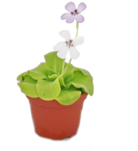 Fettkraut - Pinguicula - Überraschungssorte - 9cm Topf