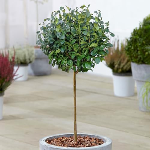 Prunus Etna Kirschlorbeerbaum im Topf Zierbäume für kleine Gärten
