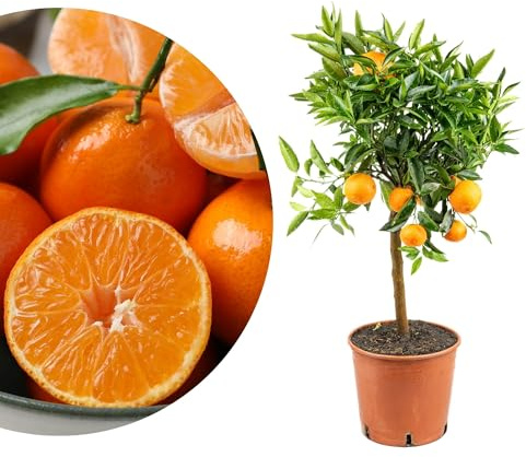 Meine Orangerie Clementinenbaum - süße Clementine - echter Citrusbaum - fruchtreifes Bäumchen für Garten, Balkon oder Terrasse (Topf Ø 22cm)