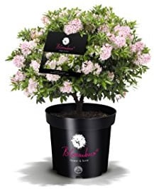 !!WELTNEUHEIT!! Bloombux® – flower & form by INKARHO® 25-30 cm breit im 2 Liter Pflanzcontainer