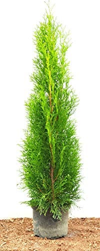 Thuja occidentalis 'Smaragd' 80–100 cm – Winterhart, Immergrün, Pflegeleicht – Smaragd-Lebensbaum – Heckenpflanze für Garten & Sichtschutz