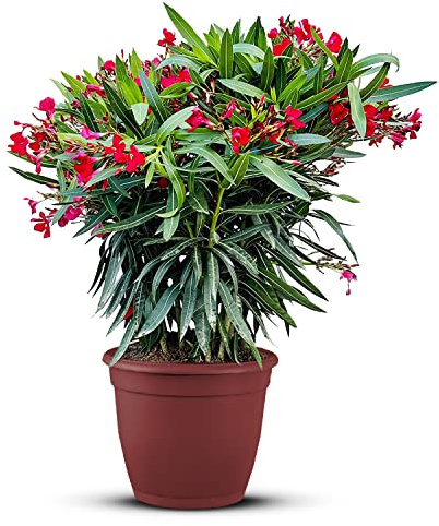 Tropictrees Nerium Oleander Pflanzen Winterhart mit Roten Blüten, 100–120 cm Höhe, Winterharte Pflanzen für Garten, hitze- und trockenheitsresistenter Strauch