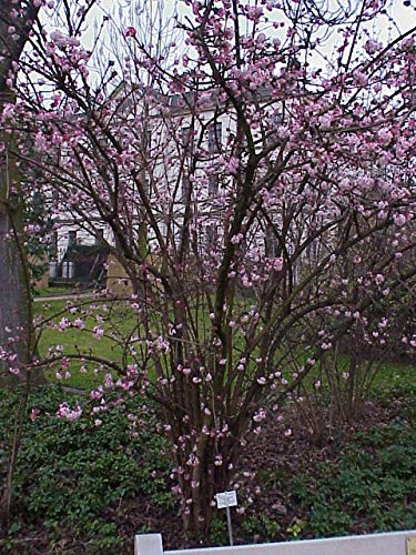 Viburnum bodnantense 'Dawn' im Topf – Winterhart, Mehrjährig, Pflegeleicht – Winterschneeball – Zierstrauch für Garten & Beet