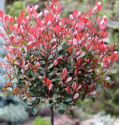 Glanzmispel 'Red Robin' 100 cm Hochstamm Photinia fraseri immergrün | Photinia fraseri, immergrün, roter Austrieb, weiße Blüten im Frühling, sonnig bis halbschattig, winterhart, Solitärpflanze