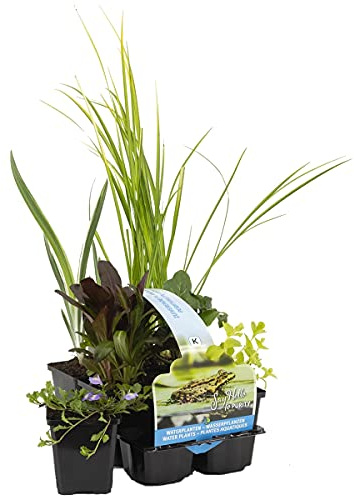 Bloomique - 6er-Set - Reinigende Teichpflanzen - Wasserpflanzen Miniteich - Zone 1 & 2 - Winterhart - Höhe 15-25 cm - Topf 9 cm