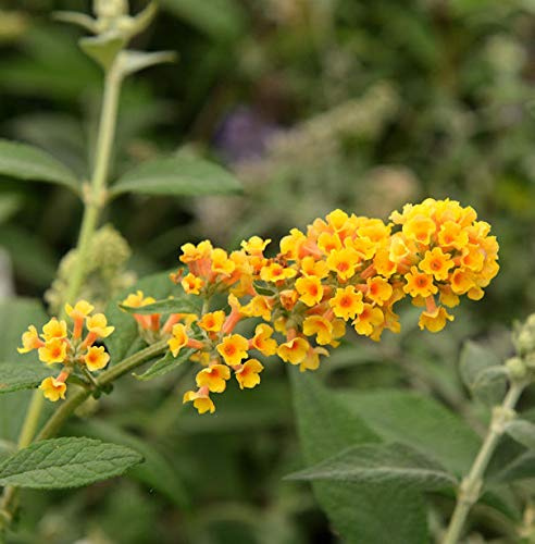 Sommerflieder Sungold 40-60cm - Buddleja weyeriana - lebende Gartenpflanze aus den Baumschulen