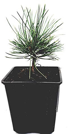 Seedeo® Zirbel-Kiefer/Zirbe (Pinus cembra) ca. 10 cm hoch