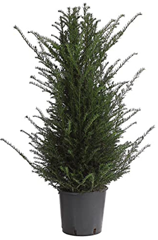 Dehner Gemeine Eibe, immergrüneGartnpflanze, ca. 80-100 cm, 10 l Topf