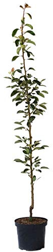 Säulenbirne Condora Syn. Condo Birnenbaum als Säulenobst 110-140 cm im 10 Liter Topf auf Quitte A