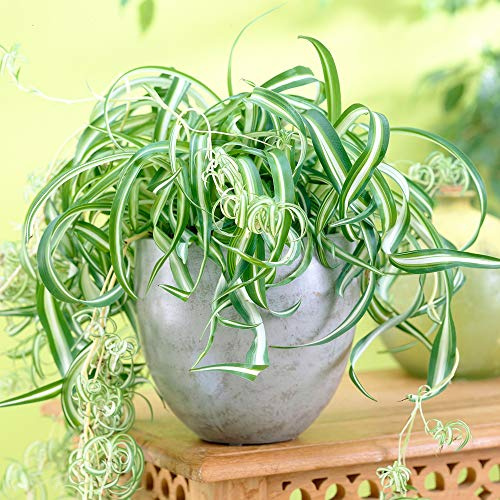 Grünlilie Chlorophytum “Bonnie” Hängende Zimmerpflanze (20–30 cm inkl. Topf)