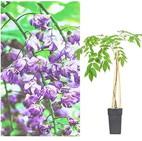 IFLO® Wisteria Sinensis Blauregen Kletterpflanze – Japanisch, Winterhart, Mehrjährig, Schnellwachsend, 2L Topf, violette Blüten, ca. 50–60cm,1 Pflanze – Für Balkon & Garten