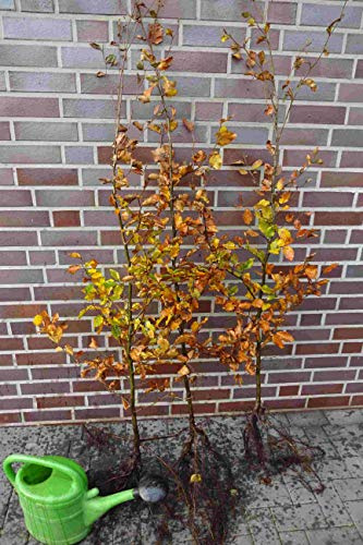 10st. Hainbuche 60-80cm Heckenpflanzen Carpinus betulus Hecke Weißbuche Gartenhecke Hainbuchen Wurzelware