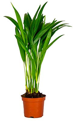 Bloomique - Dypsis Lutescens - Goldfruchtpalme - Areca Palme - Zimmerpflanzen - Pflegeleicht - Haustierfreundlich - Höhe 25-30 cm - Topf 10,5 cm