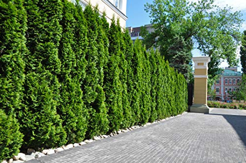20st. Thuja Smaragd 40-60cm ohne Topf gemessen Heckenpflanzen Lebensbaum Immergrüne Heckenpflanze