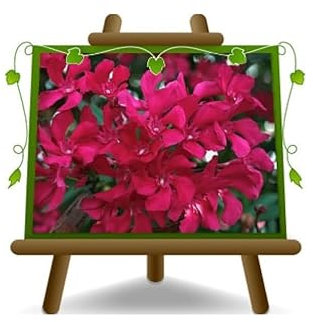 EURO PLANTS VIVAI Oleander (Nerium Oleander) Alpenveilchen Höhe: 50 cm Vase: 24 cm