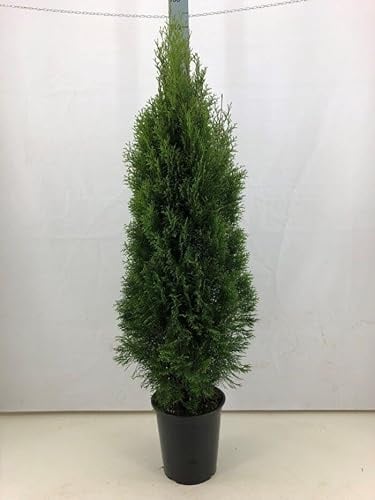 5st. Thuja Smaragd 120-150cm im Topf Lebensbaum Heckenpflanzen "Edelthuja" immergrün Hecke Sichtschutz