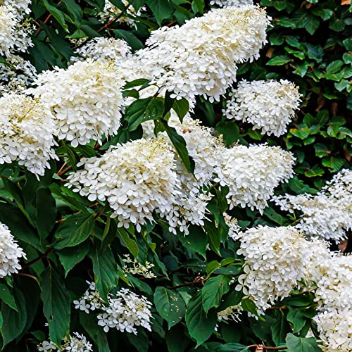 Strauß-Hortensie Grandiflora 2L