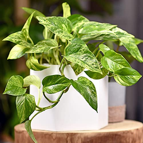 Epipremnum Aureum | Hängende winterfeste Zimmerpflanze | Goldene Efeutute Zimmerpflanze