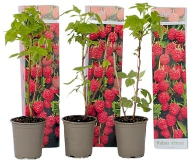 Plant in a Box - Rubus ideaus 'Herbstglück' - Himbeere - Obstpflanzen - Himbeerpflanze - Winterhart - 3er Set - Topf 9cm - Höhe 25-40cm