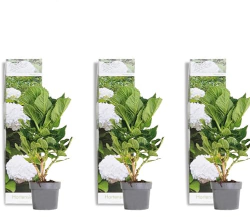Bloomique - 3er-Set - Hortensie Macrophylla Wudu - Hortensie - Bauernhortensie - Gartenpflanzen - Winterhart - Höhe 20-30 cm - Topf 10,5 cm