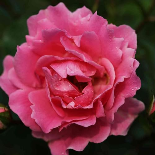 Rose Sommerwind- Bodendeckerrose reinrosanen Blüten - Kleinstrauchrose Pflanze Winterhart Halbschattig von Garten Schlüter - Pflanzen in Top Qualität