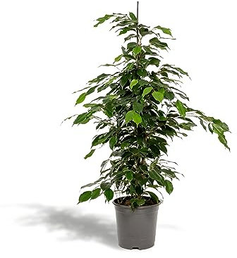 La Green Touch - Ficus benjamina Höhe 95 cm – Zimmerpflanze – Topf 21 cm, Höhe 95 cm