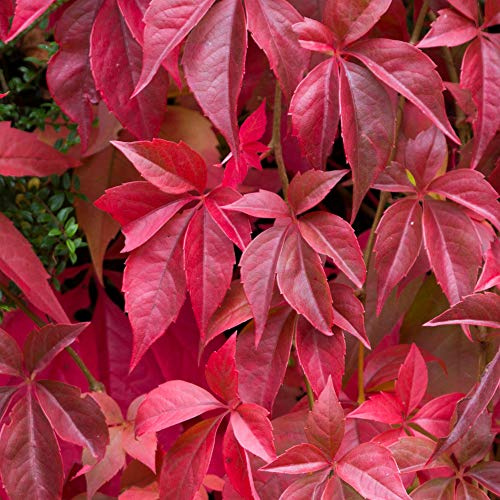 GardenersDream Parthenocissus Quinquefolia - Echter Wilder Wein Winterhart - Kletterpflanzen Winterhart Schnellwachsend - Winterharte Stauden mit Herbstfarben