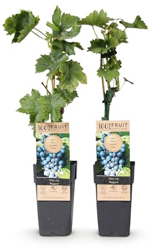Green boutiQ - Obstpflanze - Vitis vinifera Regent - Weinrebe - Veredelt - Blaue Traube - 2 Pflanzen - Topf 15cm - Höhe 50cm