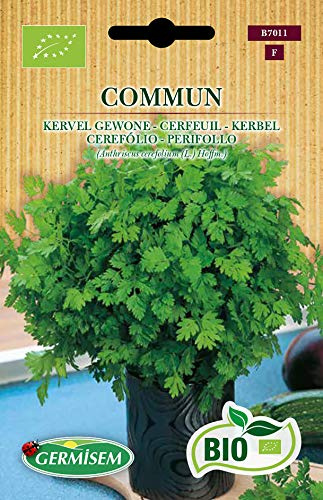 Germisem Kerbel COMMUM, ECBIO7011