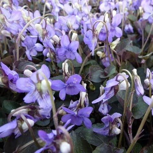 6x Labrador-Veilchen - Viola labradorica - Topf 9x9cm - Bodendecker