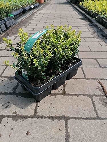 Ilex 'Crenata' 20-25 cm – 6 Stechpalmen Heckenpflanzen – Ideal als Buchsbaum-Ersatz für pflegeleichte, immergrüne Hecken – Winterhart, robust & vielseitig verwendbar für Garten und Terrasse