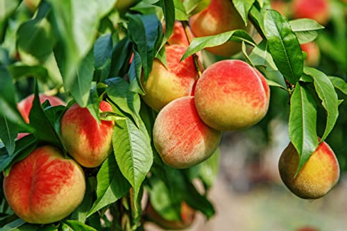 Pfirsichbaum im großen Topf 40/60cm + Dünger für die Jahresdüngung Zwergobst Pfirsich Obst Prunus persica