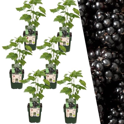 Plants by Frank | 6 Brombeerpflanzen BIO | 6 x Rubus Fruticosus | 13 cm Ø | 20 cm ↨ | Brombeerstrauch | 100% Biologisch | Obstgarten | Obstbäume | Gemüsegarten | Gartenpflanzen