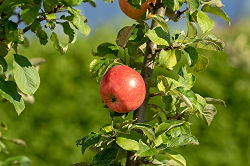 Apfelbaum Wellant - Malus Wellant Containerware 120-160 cm hoch