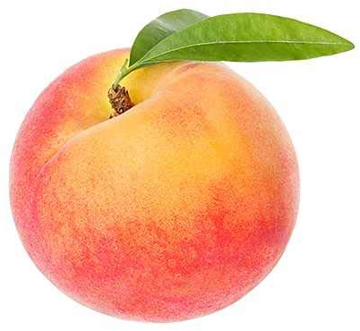 Prunus Persica 100-120 cm – Zwergpfirsich - Hochwertiger Pfirsichbaum für Garten und Terrasse – Robust und Ertragreich