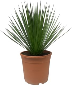 Palmlilie Yucca Rostrata - 24cm Topf 60cm hoch