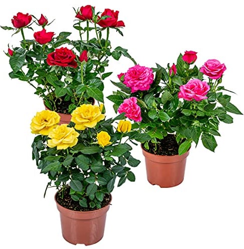 Bloomique - 3er-Mix - Topfrosen - Rot, Gelb, Rosa - Für drinnen und draußen geeignet - Zimmerpflanzen - Gartenpflanzen - Terrassenpflanzen - Winterhart - Höhe 20-30 cm - Topf 12 cm
