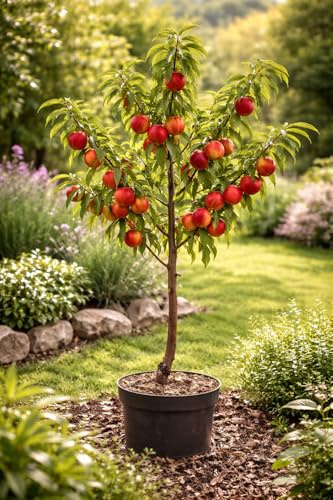 Zwerg-Nektarine 100-120 cm Stämmchen Prunus persica nucipersica – Kompakter Obstbaum für Balkon & Garten, Früchte mit süßem Geschmack, ideal für kleine Gärten