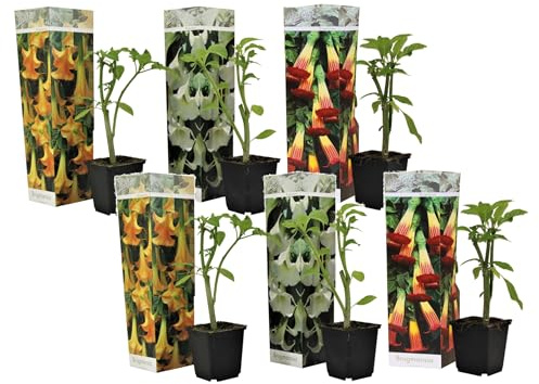 Plant in a Box - Brugmansia Mix - 6er Mix - 'Engelstrompete' - Gartenpflanze - Trompetenbaum - Kübelpflanze - Topf 9cm - Höhe 25-40cm