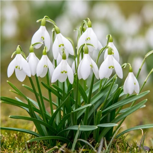 mgc24 Schneeglöckchen Galanthus woronowii einfach - 50 Blumenzwiebeln (ca. 6-7mm)