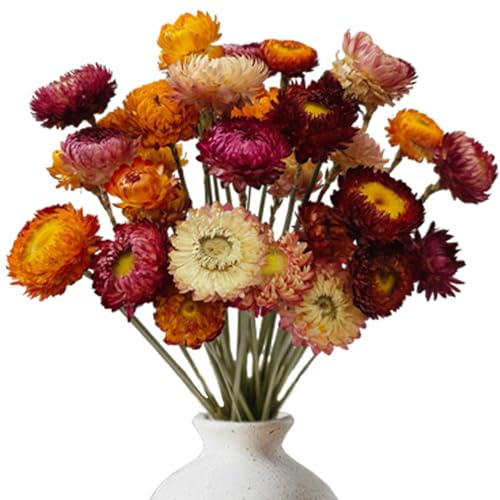 20 Stück Trockenblumen Mehrfarbige Getrocknete Gänseblümchen Blumenstrauß | Trockenblumen Herbst Natürliche Trockenblumen Langlebige Qualität, Getrocknete Blumen für Kunst Wohnzimmer Hochzeit Tischdeko