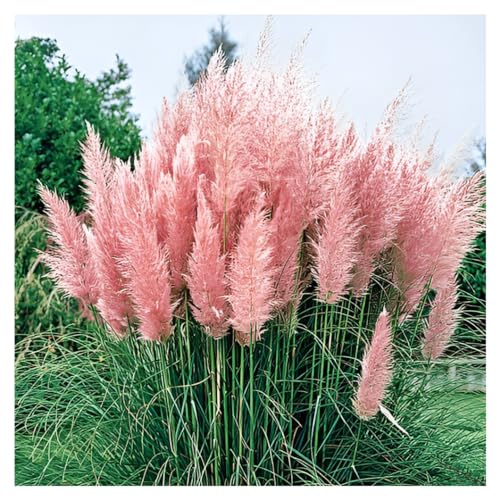 Stauden Gänge 3 x Cortaderia selloana 'Rosea' im 1 Liter Topf (Ziergras/Gräser/Winterhart/Mehrjährig/Immergrün) Rosa Pinkes Pampasgras - Luftige Blütenwolken in sanftem Rosé