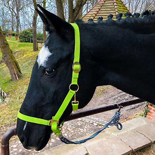 Pferdelinis Halfter für Pferd Warmblut, Vollblut, Kaltblut – Stallhalfter, Weidehalfter, 2 Fach verstellbar an Kinnriemen und Genickstück, sicher & reißfest (Hellgrün, Warmblut (Full))