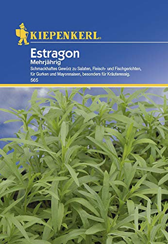 Kiepenkerl 565 Estragon Mehrjährig (Estragonsamen)
