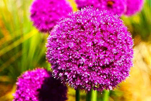 CSL sunrise Riesen Zierlauch Allium Gladiator 10x Frische große Blumenzwiebeln, stark duftend, bis 150cm Höhe, purpurfarbene Blütenbälle,winterhart und mehrjährig, bienenfreundlich