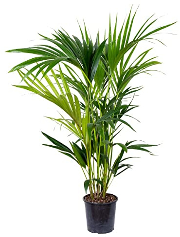Bloomique - Howea Forsteriana - Kentia Palme - Zimmerpflanzen - Pflegeleicht - Haustierfreundlich - Höhe 90-100 cm - Topf 19 cm