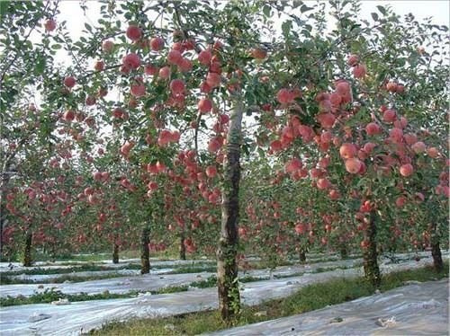 15 halb Fuji Apfelbaum (Malus pumila 'Fuji') CombSH